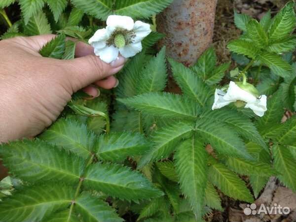 Тибетская малина