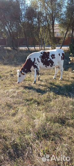 Продам телку