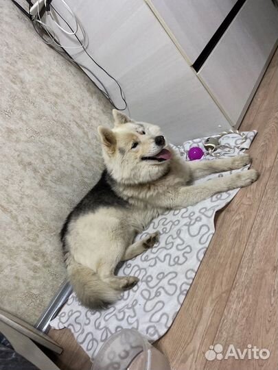 Найдена собака