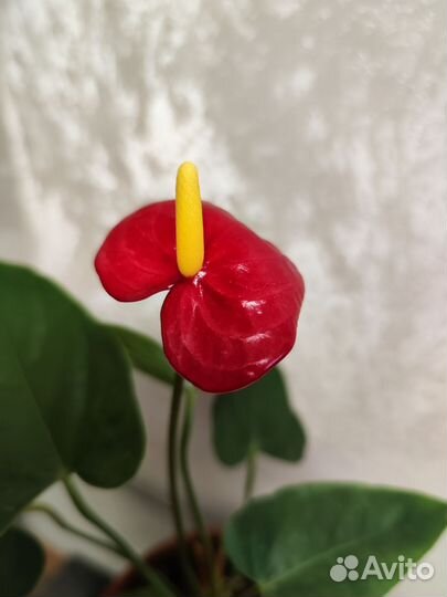 Комнатные цветы антуриум