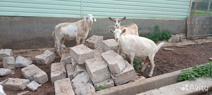 Продам козу дойную