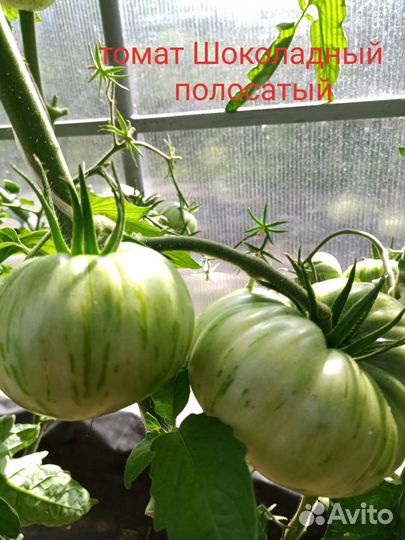 Семена сотовых томатов и перцев