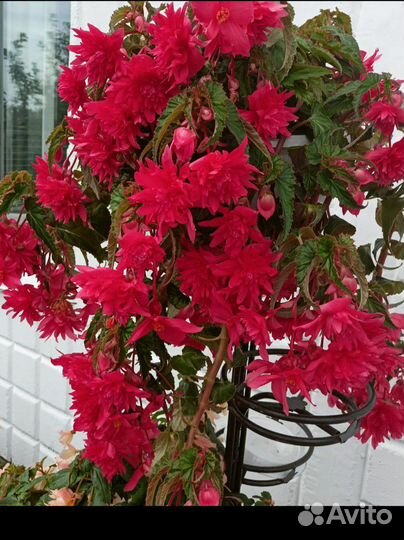 Ампельные Бегонии