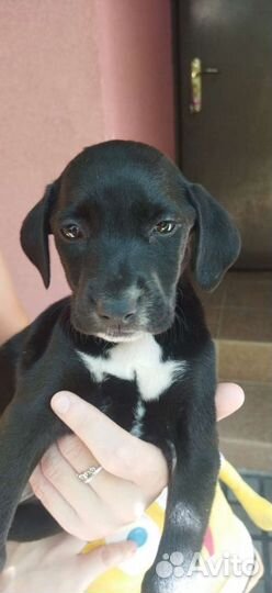 Собаки бесплатно