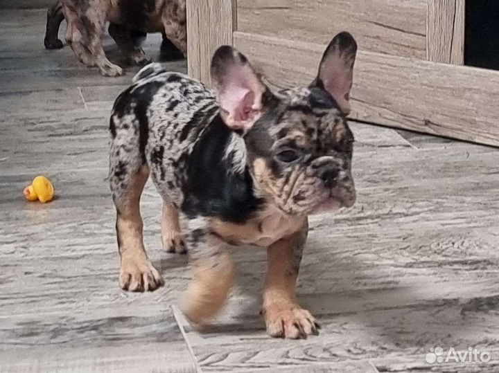 Эксклюзивный щенок французского бульдога