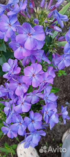 Флоксы сортовые