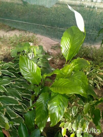 Спатифиллум