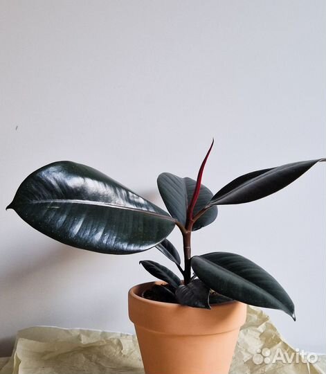 Фикус эластика абиджан Ficus elastica