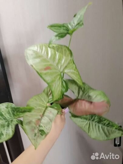 Сингониумы сортовые