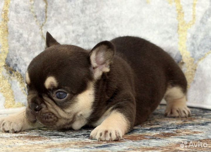 Французский бульдог лилак тан флаффи