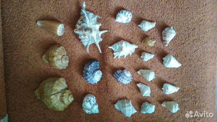 Морские ракушки раковины