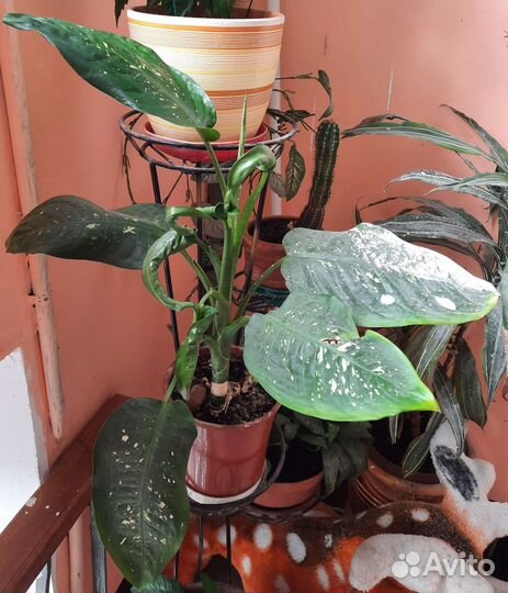 Диффенбахия