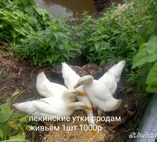 Утки пекинские