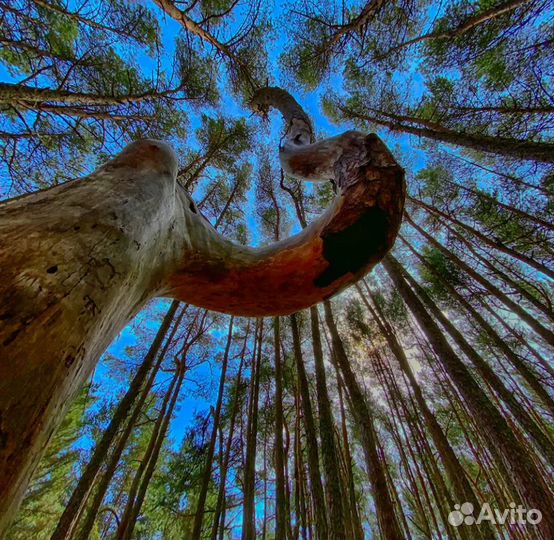 Куршская Коса экскурсия индивидуальные поездки