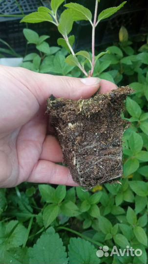 Гортензия саженцы