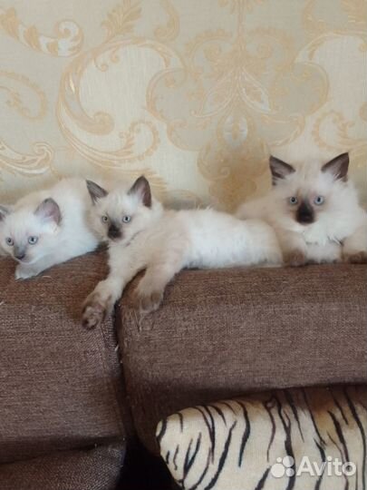 Котята невские маскарадные