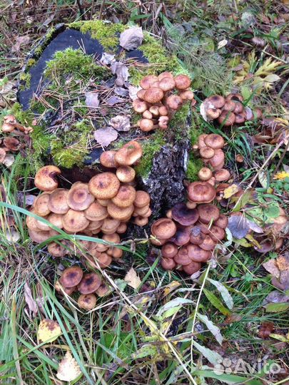 Грибы Опята маринованные, Лисички соленые