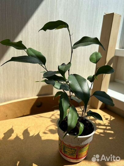 Комнатные цветы