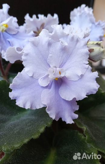 Фиалки цветущие сортовые