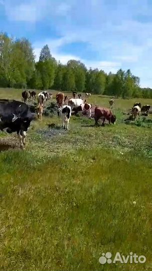 Продажа корова, бык, теленок