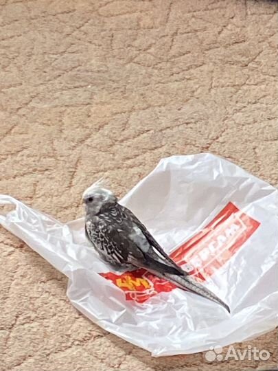 Попугай Корелла ручной самка