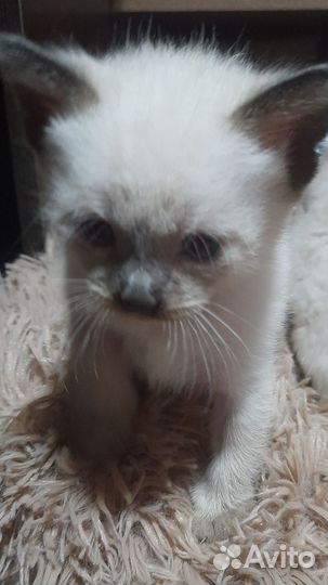 Котята Тайские