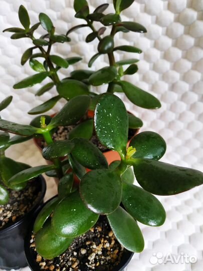 Хойя, крассула