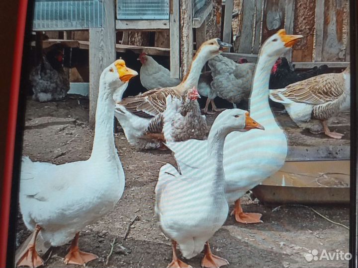 Гусята суточные