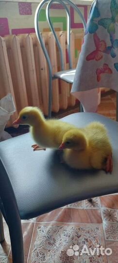 Утята суточные стар-53