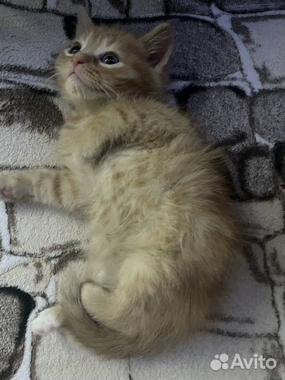 Рыжий котенок мальчик