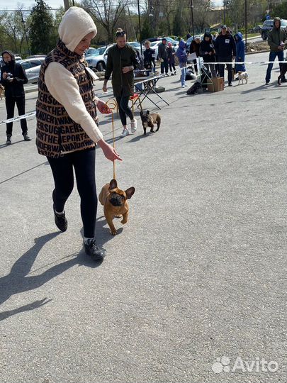 Вязка с французским бульдогом