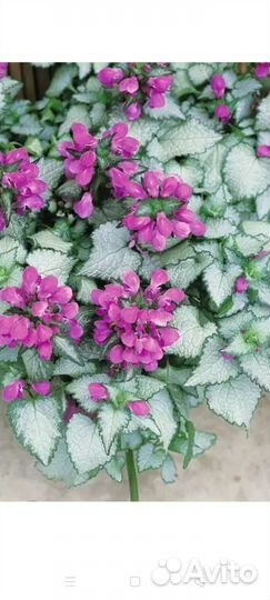 Растения для сада