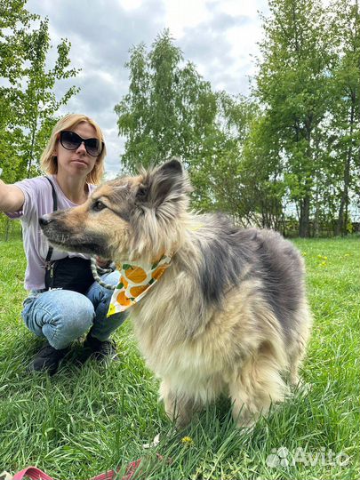 Небольшой пушистик Бароша в добрые руки