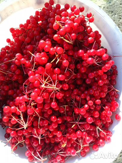 Калина, девичий виноград