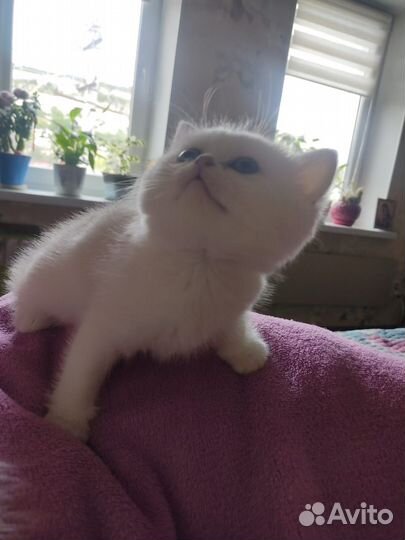 Малышка ищет семью