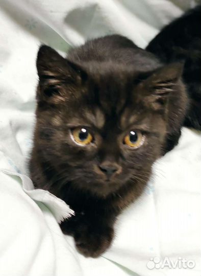 Котята 2 месяца