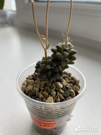 Семена anacampseros namaquensis