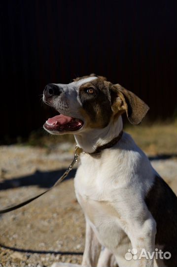 Собака Бонька