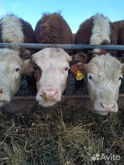 Племенные телки