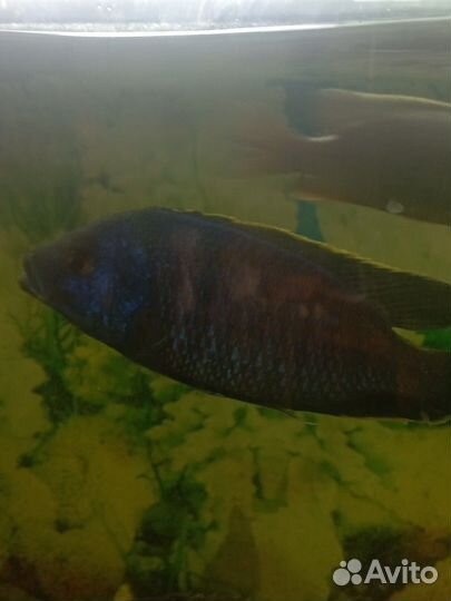 Рыба, ракушки. Растения