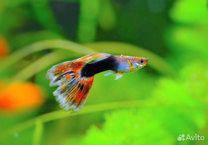Аквариумные рыбки