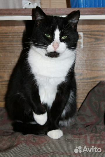 Котик Кузя в добрые руки