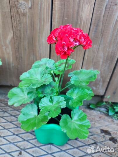 Пеларгония герань розебудная красная
