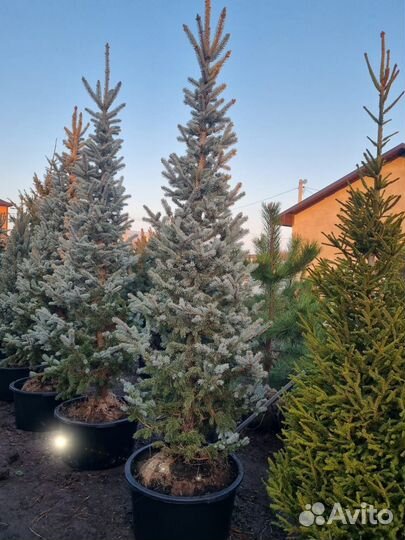 Ель Хупси серебристо-голубая с розовыми шишками