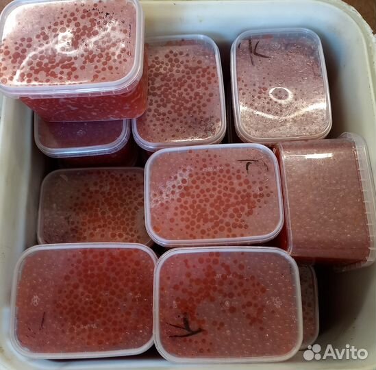 Икра кижуча