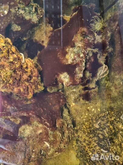 Живые камни в морской аквариум