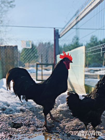 Петух ухейилюй