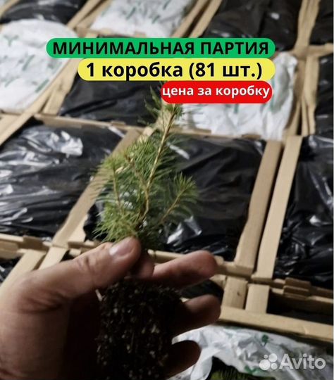 Саженцы ели европейской зкс от производителя