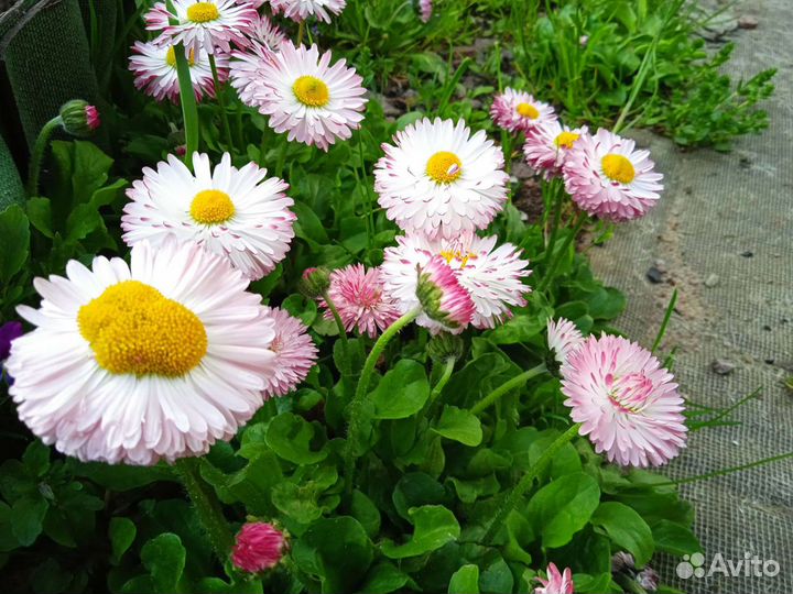 Маргаритки