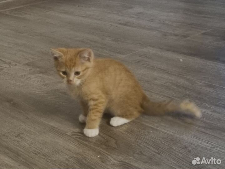 Котята в добрые руки бесплатно